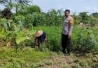 Aiptu-Supariyanto-Dampingi-Petani-Tanam-Cabai-dan-Kemangi-Tingkatkan-Ketahanan-Pangan