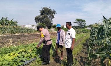 Bhabinkamtibmas-Desa-Gamping-Turun-ke-Lahan,-Cek-Tanaman-Garbis-Ketahanan-Pangan