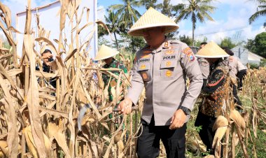 Polres-Malang-Panen-Raya-Jagung-Dukung-Ketahanan-Pangan-Nasional