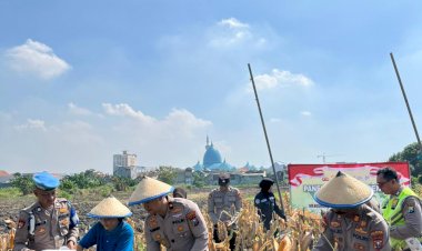 Polsek-Taman-Panen-Jagung-Serentak-di-Lahan-Lingkar-Mas-Sepanjang,-Dukung-Ketahanan-Pangan-Nasional