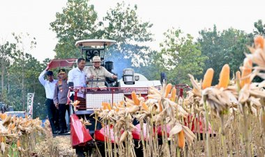 Perkuat-Ketahanan-Pangan-Nasional,-Presiden-Prabowo-Turun-Langsung-Panen-Jagung-di-Tuban