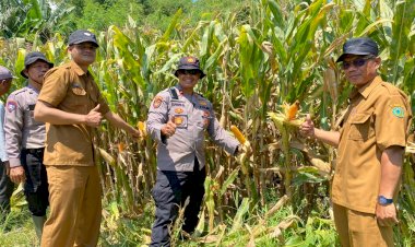Polresta-Sidoarjo-Gelorakan-Swasembada-Pangan-Dampingi-Warga-Tani-Kelola-Jagung-Hibrida