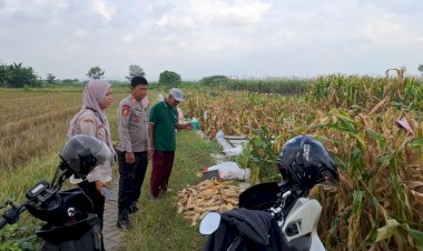 Polsek-Tanggulangin-Optimalkan-Peran-Bhabinkamtibmas-Dampingi-Petani-Jagung