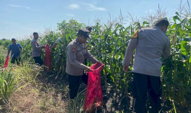 Kanit-Binmas-Polsek-Krembung-Apresiasi-Perkembangan-Tanaman-Jagung-di-Desa-Lemujut