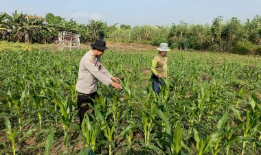 Kanit-Binmas-Polsek-Porong-Pantau-Lahan-Jagung-di-Desa-Kesambi
