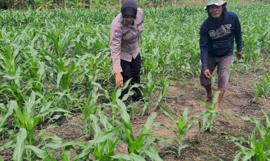 Polsek-Gedangan-bersama-Petani-Desa-Punggul,-Siap-Optimalkan-Panen-Jagung