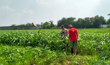 Dukung-Swasembada-Pangan,-Bhabinkamtibmas-Polsek-Wonoayu-Kontrol-Tanaman-Jagung-di-Desa-Mulyodadi