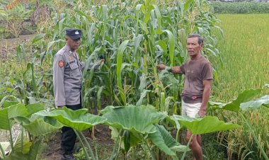 Bhabinkamtibmas-Desa-Kraton-Pantau-Pertumbuhan-Jagung,-Dukung-Program-Ketahanan-Pangan-Nasional