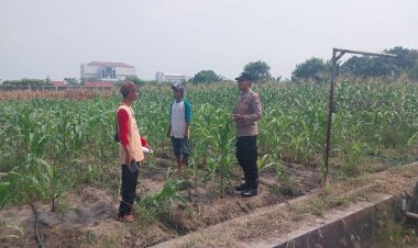 Polsek-Porong-Pantau-Pertumbuhan-Jagung-di-Desa-Pesawahan,-Dukung-Ketahanan-Pangan-Nasional