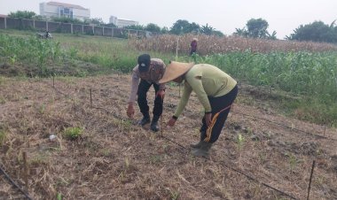 Polsek-Sidoarjo-Kota-Cek-Lahan-Jagung-di-Desa-Lebo,-Dukung-Program-Ketahanan-Pangan