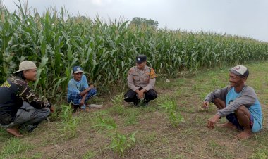 Polsek-Porong-Sidoarjo-Pantau-Pertumbuhan-Jagung-di-Pesawahan
