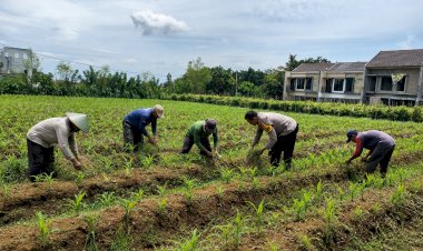 Pak-Bhabin-Penggerak-Ketahanan-Pangan,-Dampingi-Petani-Jagung-di-Kota-Malang