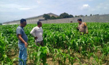 Polsek-Prambon-Dampingi-Petani-Kontrol-Tanaman-Jagung,-Antisipasi-Serangan-Hama-Ulat