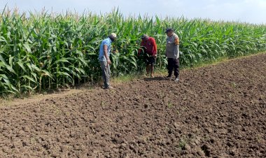 Polisi-Pantau-Perkembangan-Tanaman-Jagung,-Dukung-Program-Ketahanan-Pangan