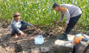 Polsek-Sedati-Dampingi-Perawatan-Jagung-Pekarangan-di-Desa-Buncitan-untuk-Dukung-Swasembada-Pangan