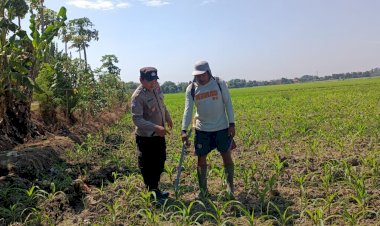 Polsek-Tarik-Gandeng-Pesantren-Kelola-Tanaman-Jagung-Wujudkan-Swasembada-Pangan