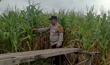 Bhabinkamtibmas-Polsek-Candi-Pantau-Pertumbuhan-Jagung,-Dukung-Program-Ketahanan-Pangan