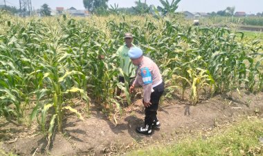 Polisi-Pantau-Pertumbuhan-Jagung-di-Desa-Gamping