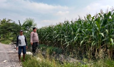 Polsek-Prambon-Pantau-Tanaman-Jagung-Usia-75-Hari,-Dukung-Program-Ketahanan-Pangan