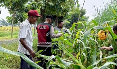 Polsek-Krian-Dukung-Ketahanan-Pangan-Lewat-Jagung