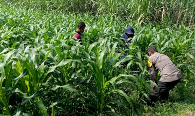 Polisi-Pantau-Lahan-Jagung-21-Hektare-di-Balongbendo