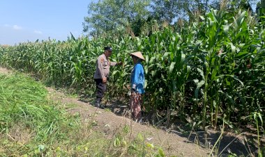 Optimalkan-Ketahanan-Pangan,-Bhabinkamtibmas-Polsek-Candi-Turun-Langsung-Pantau-Pertumbuhan-Jagung-di-Desa-Durungbedug