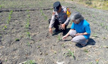 Polsek-Taman-Patroli-dan-Pantau-Lahan-Jagung-untuk-Dukung-Ketahanan-Pangan