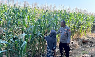 Jelang-Panen,-Polisi-Pantau-Tanaman-Jagung-Petani-Binaan-di-Desa-Bulang-Prambon