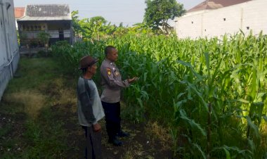 Polsek-Sedati-Dampingi-Perawatan-Jagung-di-Pekarangan-Warga-Desa-Buncitan