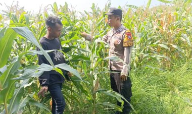 Polsek-Tarik-bareng-Petani-Kelola-Lahan-Jagung-Wujudkan-Swasembada-Pangan