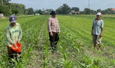 Polisi-Dampingi-Poktan-Budi-Luhur-Kelola-Jagung