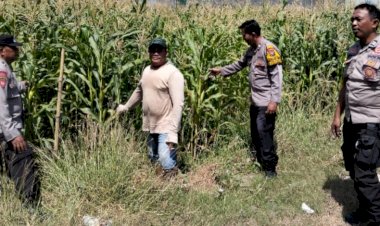 Polsek-Tulangan-Tinjau-Lahan-Jagung-Kajeksan