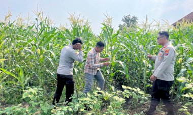 Polsek-Krembung-Kawal-Program-P2B-Desa-Lemujut
