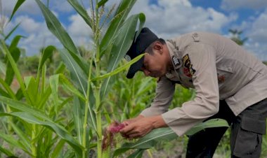 Polsek-Jabon-Pantau-Jagung-di-Tambak-Kalisogo-Demi-Ketahanan-Pangan