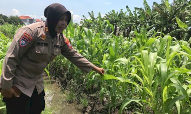 Tanaman-Jagung-Mulai-Berbuah,-Polsek-Gedangan-Intensifkan-Pendampingan-Ketahanan-Pangan