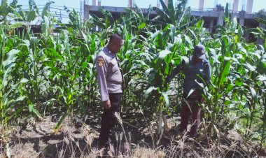 Tingkatkan-Swasembada-Pangan,-Polsek-Sedati-Dampingi-Pengembangan-Lahan-Jagung