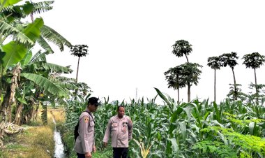 Perkuat-Ketahanan-Pangan,-Polsek-Jabon-Cek-Perkembangan-Tanaman-Jagung