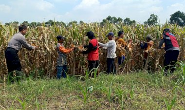 Kompak-Wujudkan-Swasembada-Pangan,-Polisi-dan-Petani-di-Balongbendo-Kelola-Tanaman-Jagung