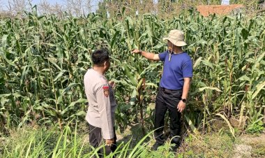 Bhabinkamtibmas-Desa-Lebo-Pantau-Perkembangan-Tanaman-Jagung,-Perkuat-Ketahanan-Pangan-dan-Swasembada-Pangan-Nasional