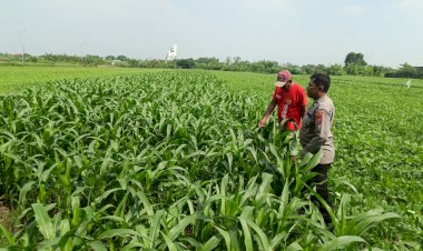 Dukung-Swasembada-Pangan,-Polsek-Wonoayu-Kontrol-Tanaman-Jagung