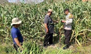 Polsek-Sidoarjo-Kota-Dampingi-Perawatan-Jagung-untuk-Dukung-Swasembada-Pangan
