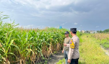 Polisi-Sambangi-Petani-Jagung-di-Sepanjang,-Hadirkan-Semangat-Baru-untuk-Ketahanan-Pangan