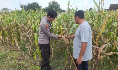 Polsek-Prambon-Intensif-Pantau-Tanaman-Jagung,-Dukung-Asta-Cita-Presiden-dalam-Mewujudkan-Ketahanan-Pangan