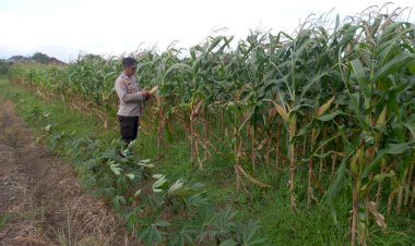 Polsek-Krembung-Intensifkan-Pendampingan-Lahan-Jagung,-Dukung-Swasembada-Pangan