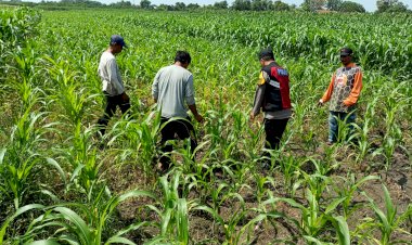 Polsek-Balongbendo-Semangati-Petani-untuk-Keberhasilan-Panen,-Sukseskan-Swasembada-Pangan