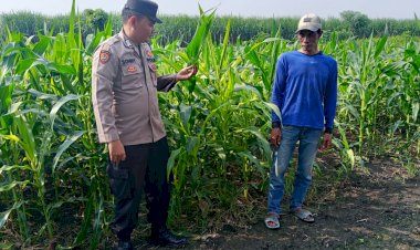 Polsek-Krembung-Dampingi-Petani-Kembangkan-Lahan-Jagung-untuk-Swasembada-Pangan