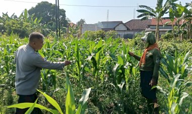 Siap-Topang-Swasembada-Pangan-Polsek-Porong-Bersama-Petani-Pantau-Perkembangan-Tanaman-Jagung