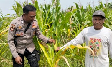 Dukung-Ketahanan-Pangan,-Polsek-Tulangan-Monitoring-Tanaman-Jagung-di-Desa-Kemantren