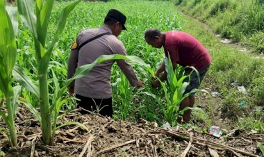 Bhabinkamtibmas-Polsek-Jabon-Pantau-Pertumbuhan-Jagung-di-Desa-Trompoasri,-Wujud-Jalankan-Ketahanan-Pangan