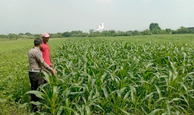 Sinergi-Polsek-Wonoayu-dan-Petani-Optimalkan-Lahan-Jagung,-Perkuat-Program-Swasembada-Pangan